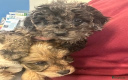 Cockapoo dogs for sale: Cockapoo puppies ready now  - Advert 1