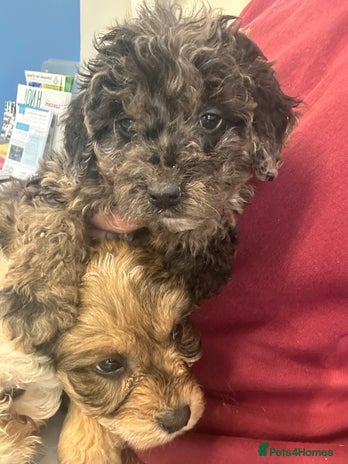 Cockapoo dogs Cockapoo puppies ready now - Advert 8