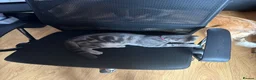 Scottish Fold cats for sale: Cookie- grey tabby Scottish fold - Advert 6