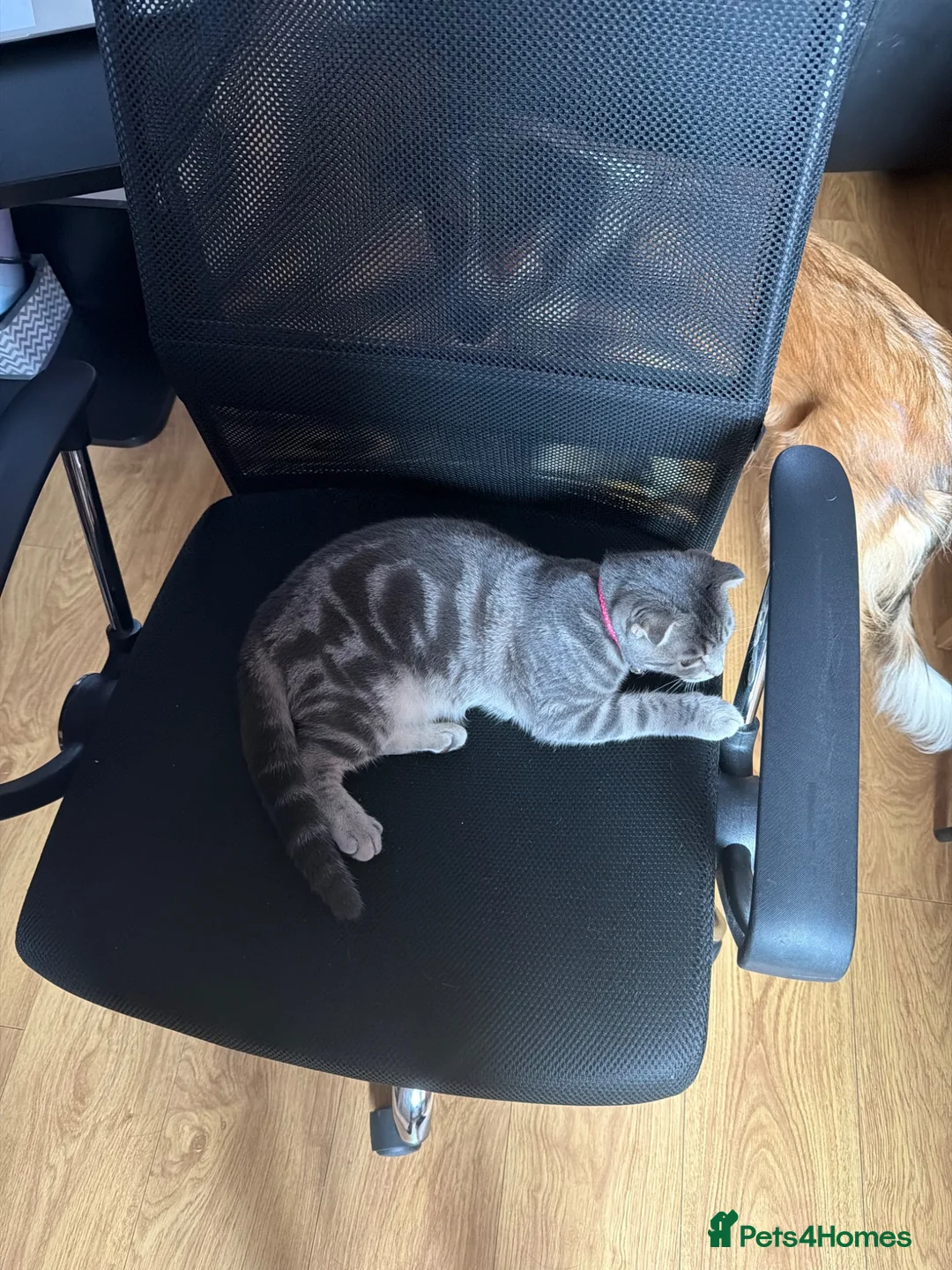 Scottish Fold cats for sale: Cookie- grey tabby Scottish fold - Advert 6