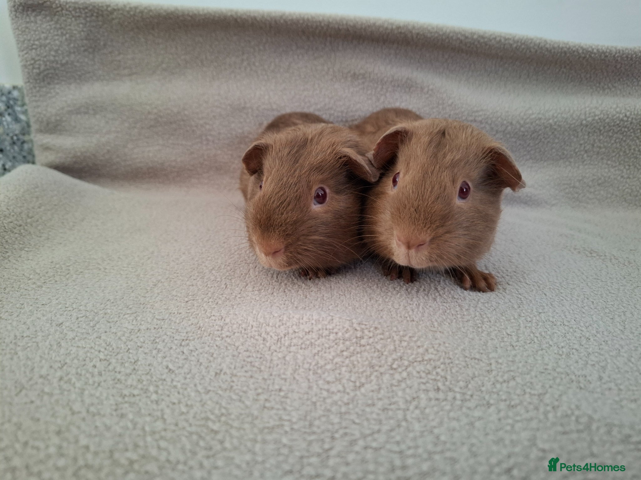 Guinea Pig rodents Two lovely self caramel guinea pig boars - Advert 1
