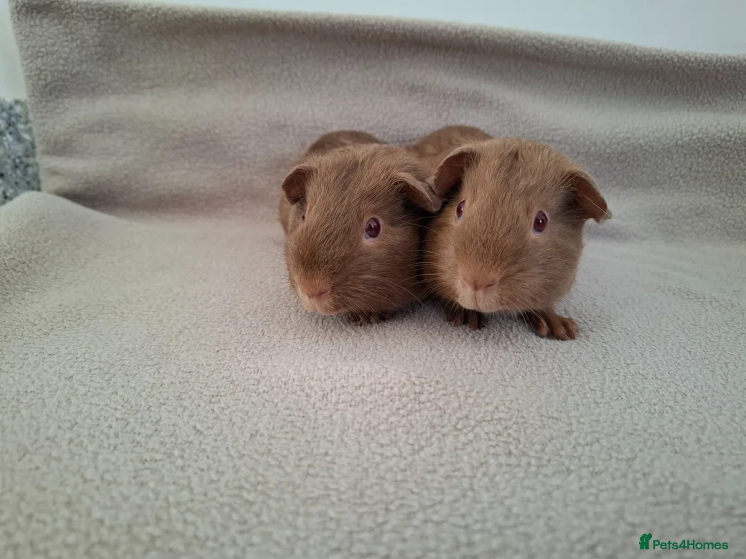 Guinea Pig rodents for sale: Two lovely self caramel guinea pig boars - Advert 1