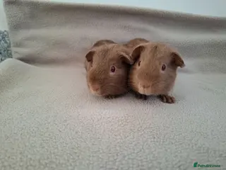 Guinea Pig rodents Two lovely self caramel guinea pig boars - Advert 9