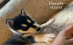 Utonagan dogs for sale: Siberian Husky cross Alaskan Malamutes Puppies - Image 6