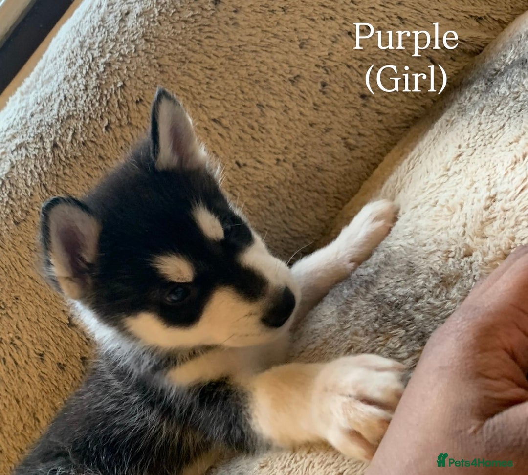 Utonagan dogs for sale: Siberian Husky cross Alaskan Malamutes Puppies - Image 6