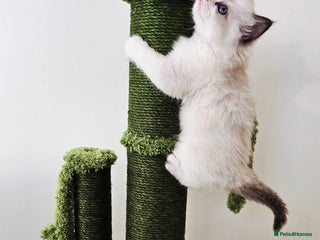 Ragdoll cats Cute Ragdoll kittens - Advert 15