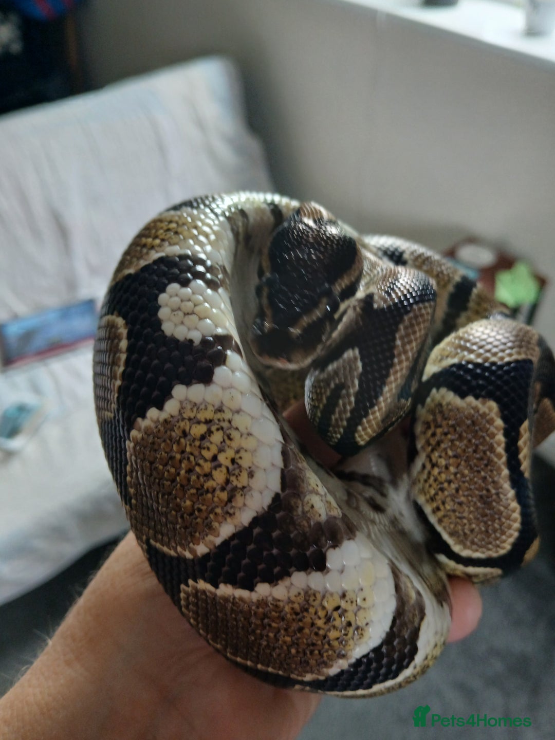 Python Snake reptiles for sale: Ball python for sale - Image 2