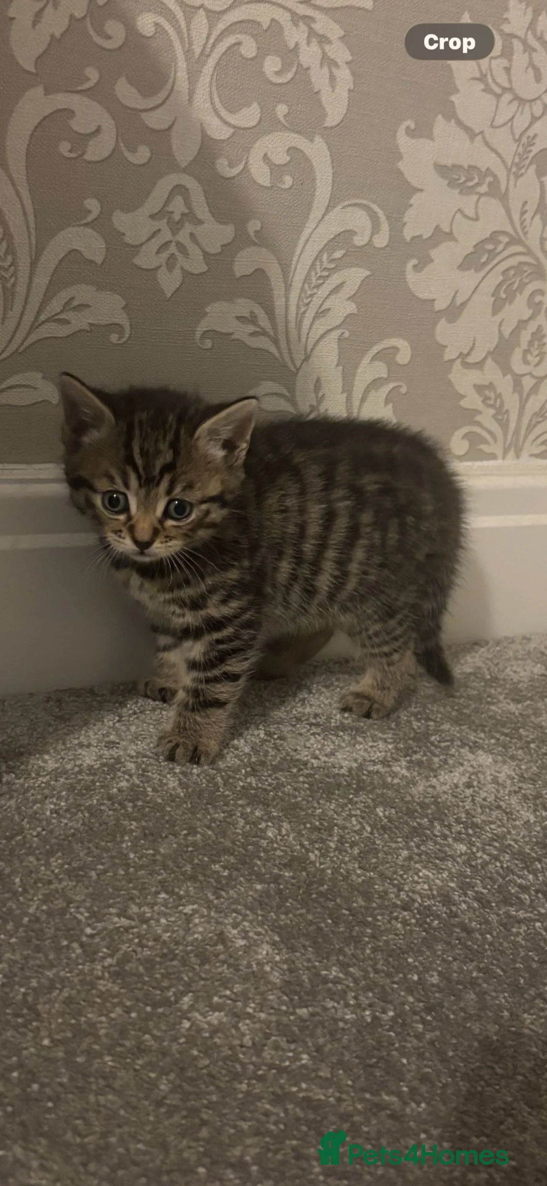 Mixed Breed cats for sale: 1 tabby female kitten  - Advert 4