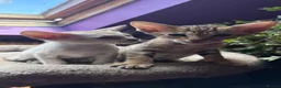 Oriental cats for sale: Two beautiful oriental boys left - Advert 4