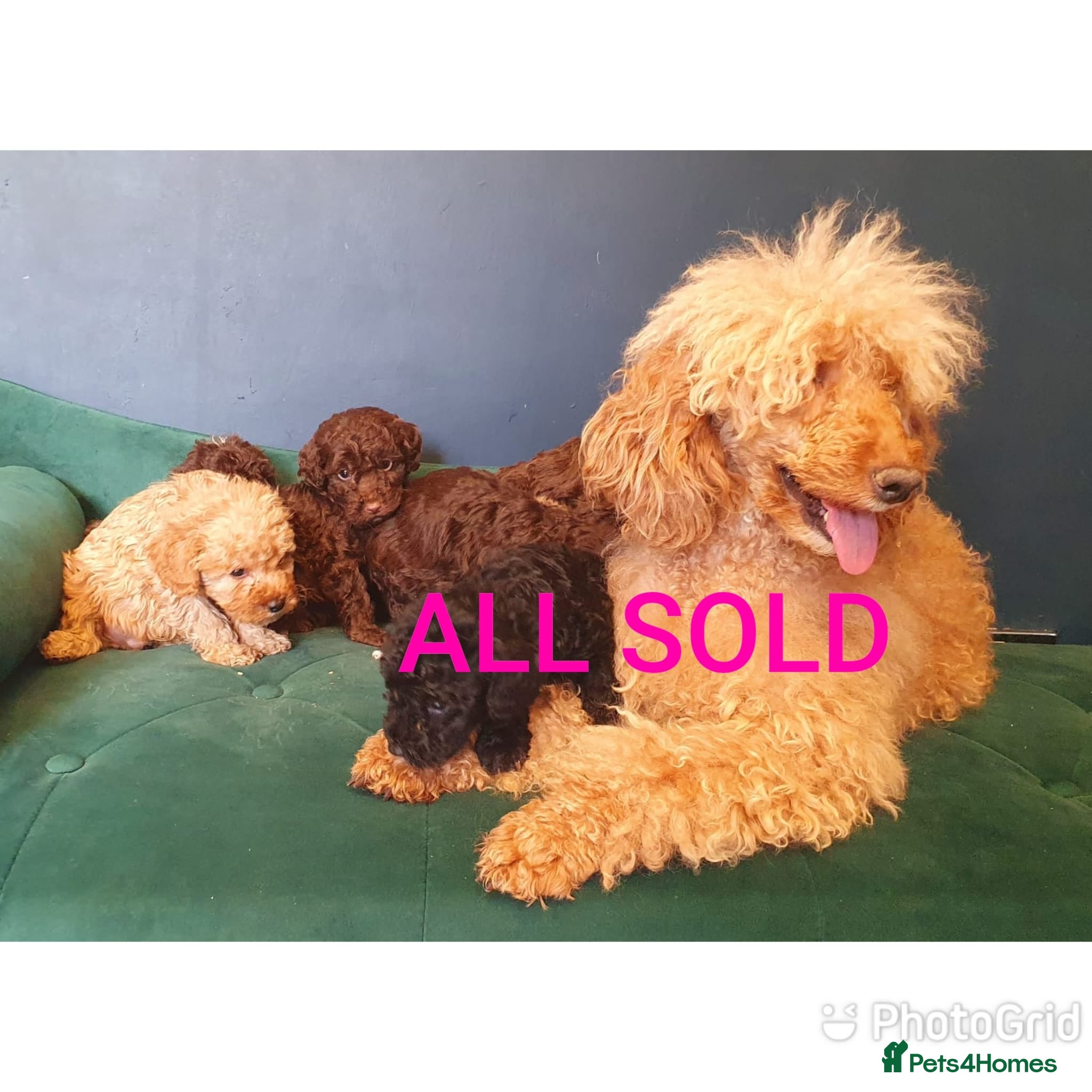Miniature Poodle dogs Miniature poodle  - Advert 15