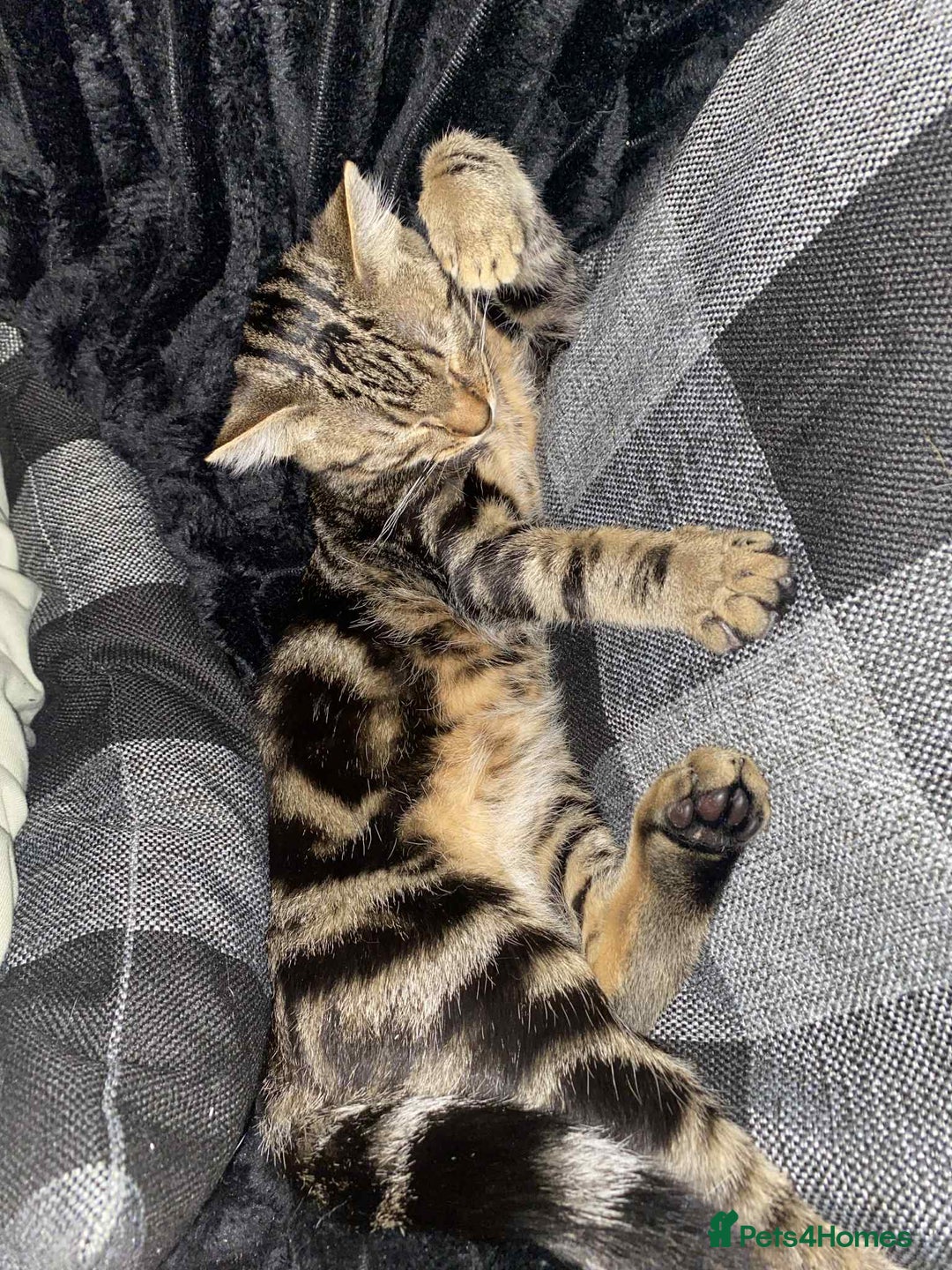 Bengal cats for sale: Bengal male looking for a loving home  - Advert 9