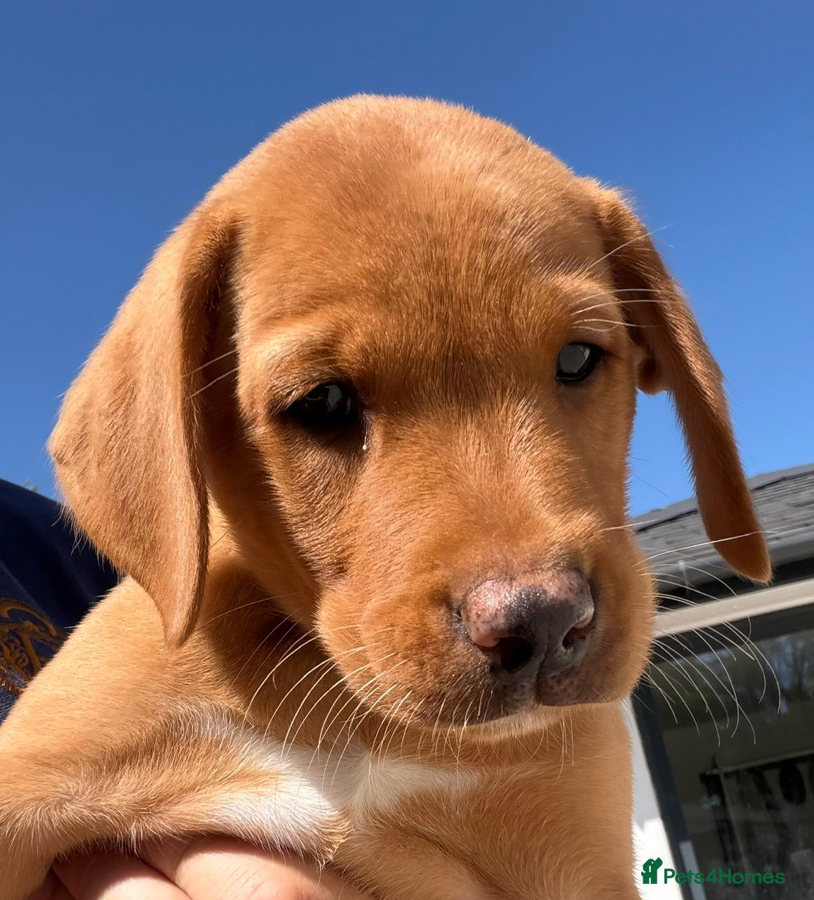 Labrador Retriever dogs Fox Red KC Reg labrador puppies PL14 - Advert 2
