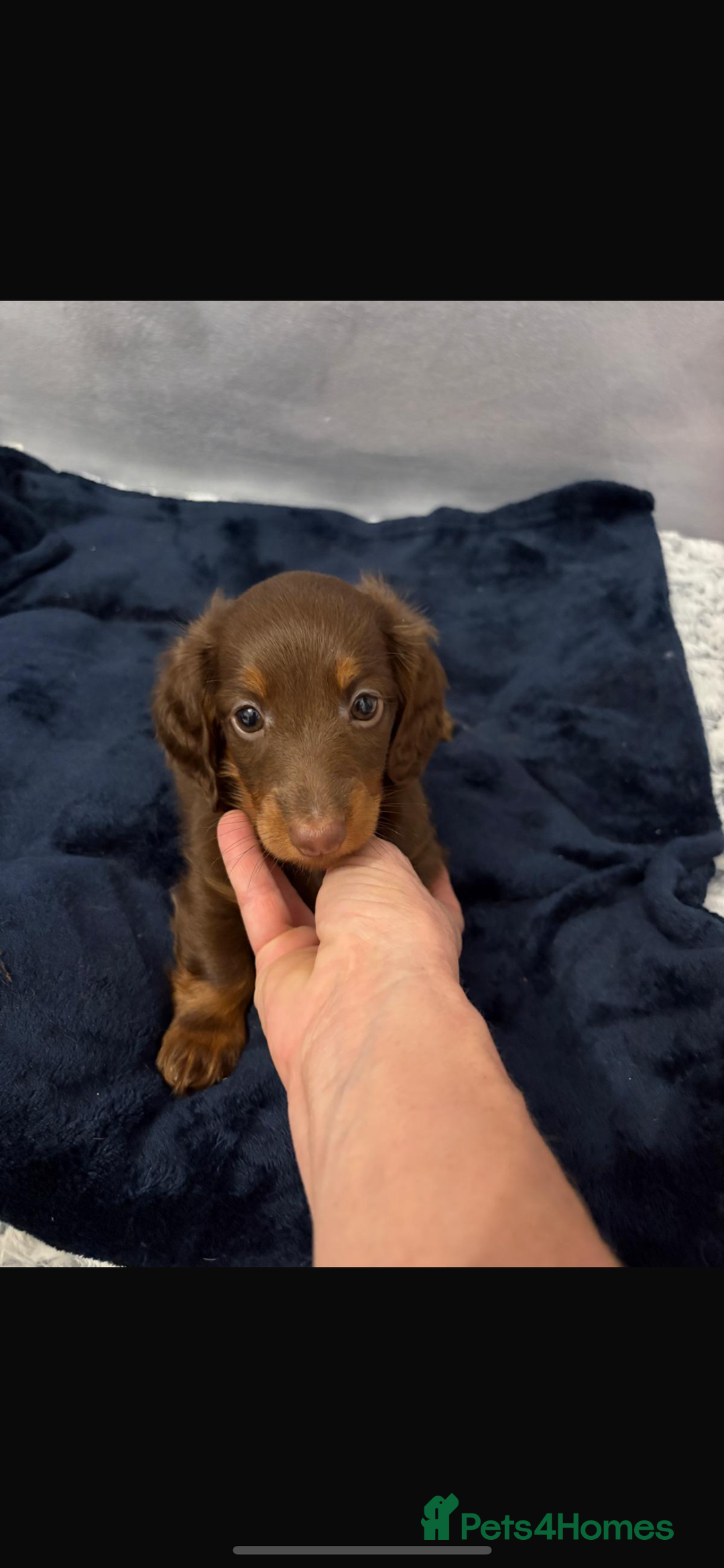 Miniature Dachshund dogs for sale: PRICE REDUCED Cute long hair chocolate dachshunds  - Advert 25
