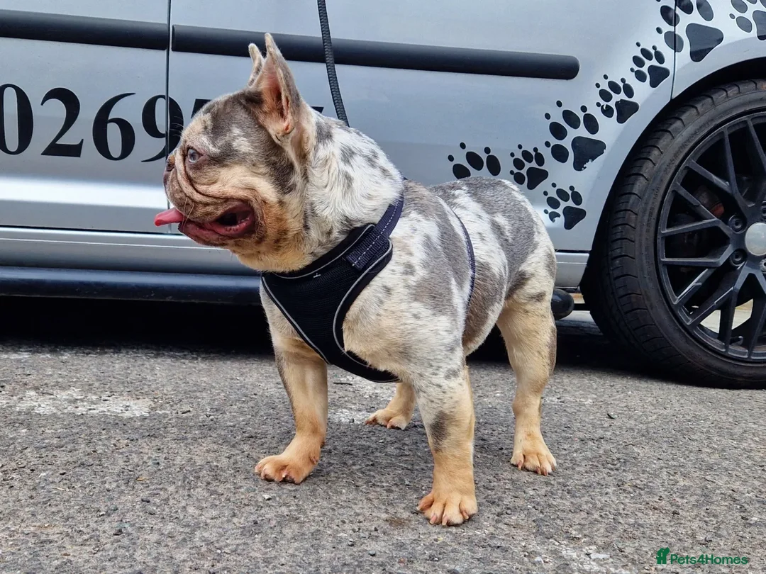 French Bulldog dogs for stud: ** RogueRoyales Zeus ** Fully Suited Lilac Merle  in Wolverhampton - Advert 6