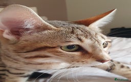 Savannah cats for sale: Fabulous F5 SBT Savannah Kittens! REDUCED! - Image 18
