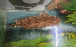 Terrapin reptiles for sale: Pair Mississippi Map Turtle  - Image 11