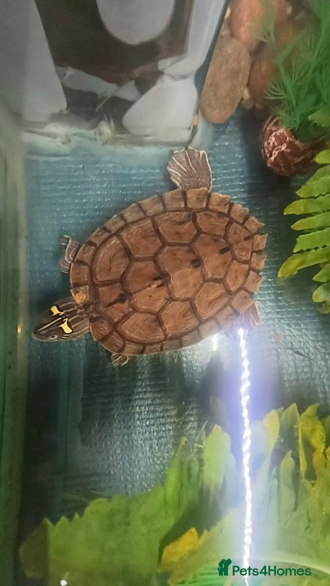 Terrapin reptiles for sale: Pair Mississippi Map Turtle  - Image 11