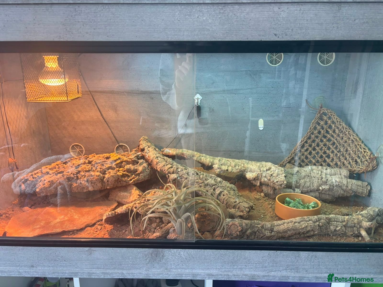 Bearded Dragon reptiles Bearded dragon and full vivarium set up. - Advert 1