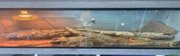 Bearded Dragon reptiles for sale: Bearded dragon and full vivarium set up. - Advert 1