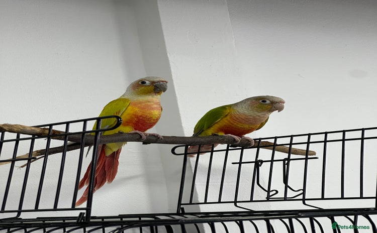 Canaries birds - Advert 1