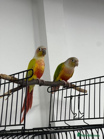 Canaries birds - Advert 8