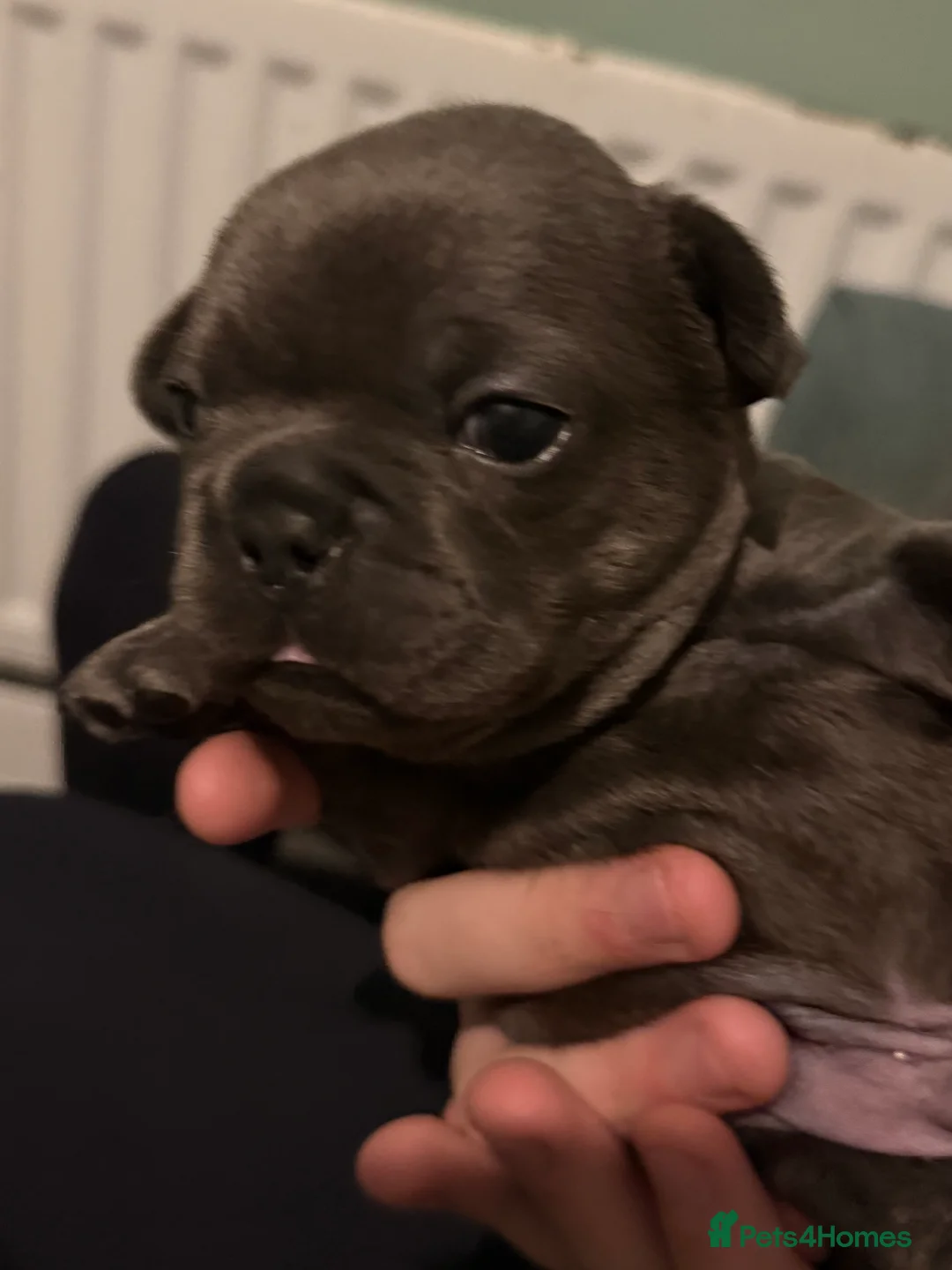 French Bulldog dogs for sale: French Bulldog Puppies - Advert 6