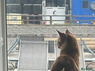 Maine Coon cats 2 mainecoon cats - Advert 1