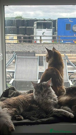 Maine Coon cats 2 mainecoon cats - Advert 1