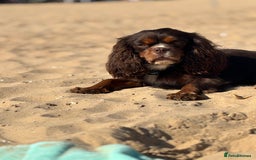 Cavalier King Charles Spaniel dogs for stud: THE BEST Looking CHOCOLATE🍫🐶 CAVALIER STUD - Image 21