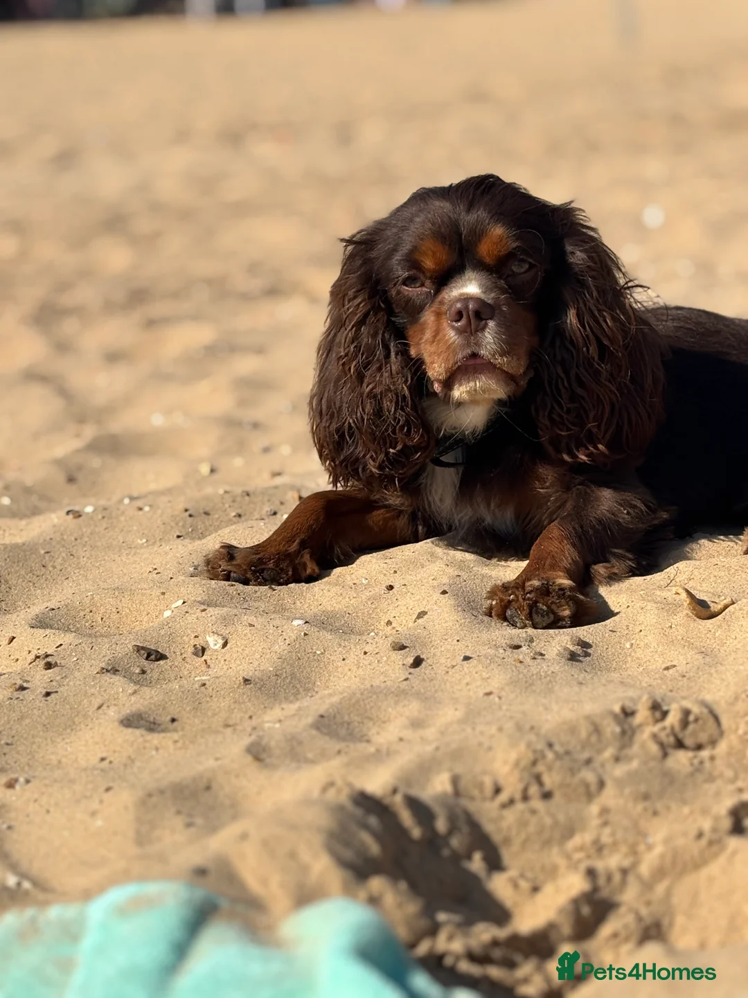 Cavalier King Charles Spaniel dogs for stud: THE BEST Looking CHOCOLATE🍫🐶 CAVALIER STUD - Advert 21