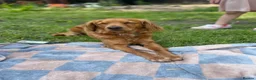 Mixed Breed dogs for sale: Beautiful Family Raised Doxiepoo Puppies Ready now - Advert 1