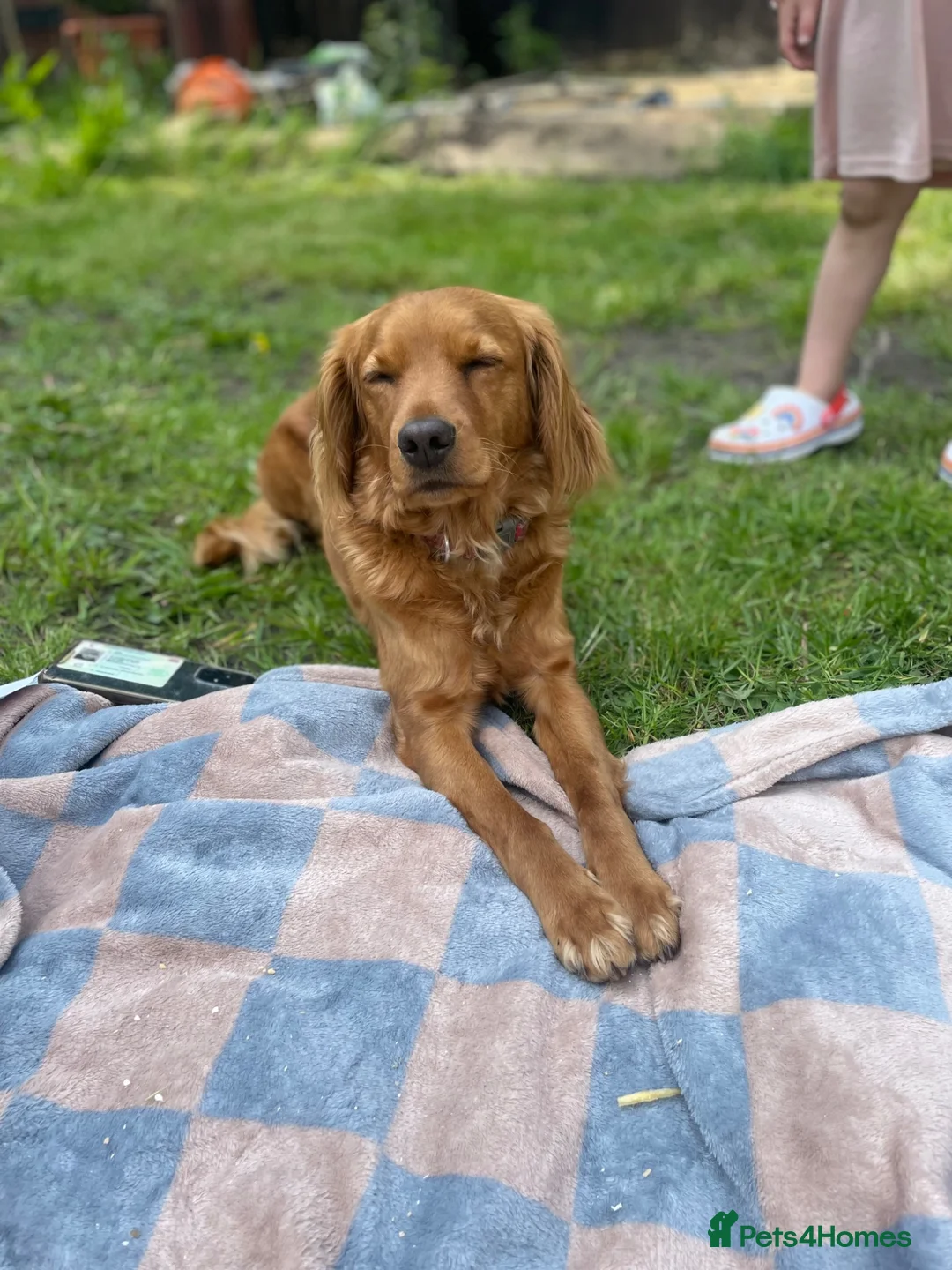 Mixed Breed dogs for sale: Beautiful Family Raised Doxiepoo Puppies Ready now - Advert 1