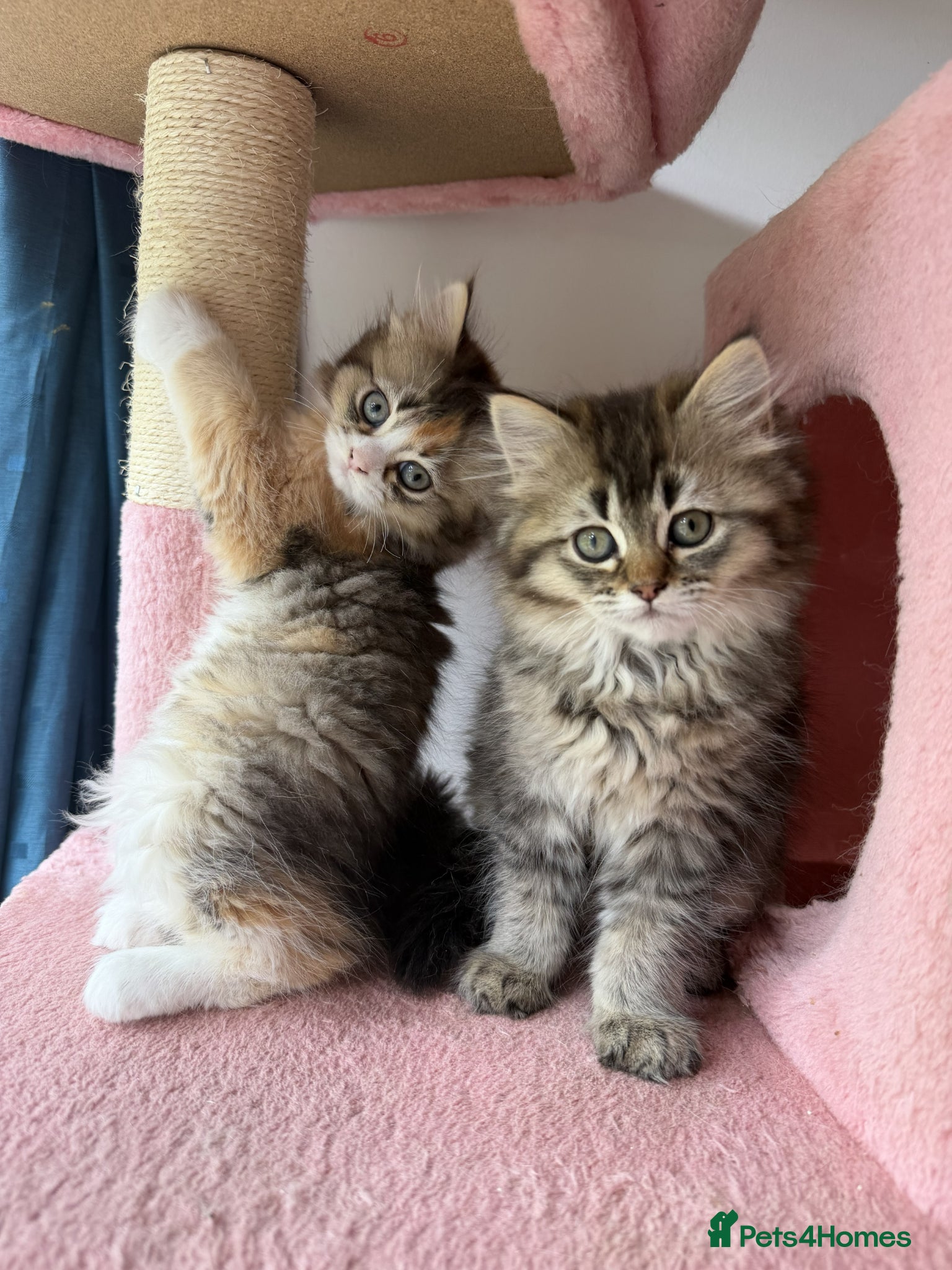 British Longhair cats adorable British longhair & shorthair Ready now - Advert 6