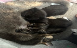 Domestic Shorthair cats for sale: 2 Female Sister Kittens.  - Image 7