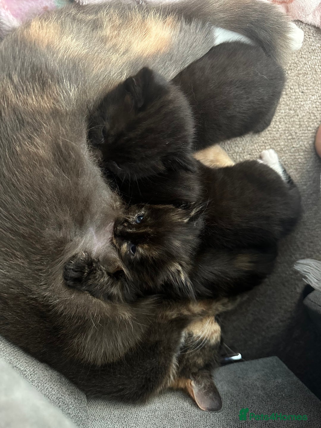 Domestic Shorthair cats for sale: 2 Female Sister Kittens.  - Image 7