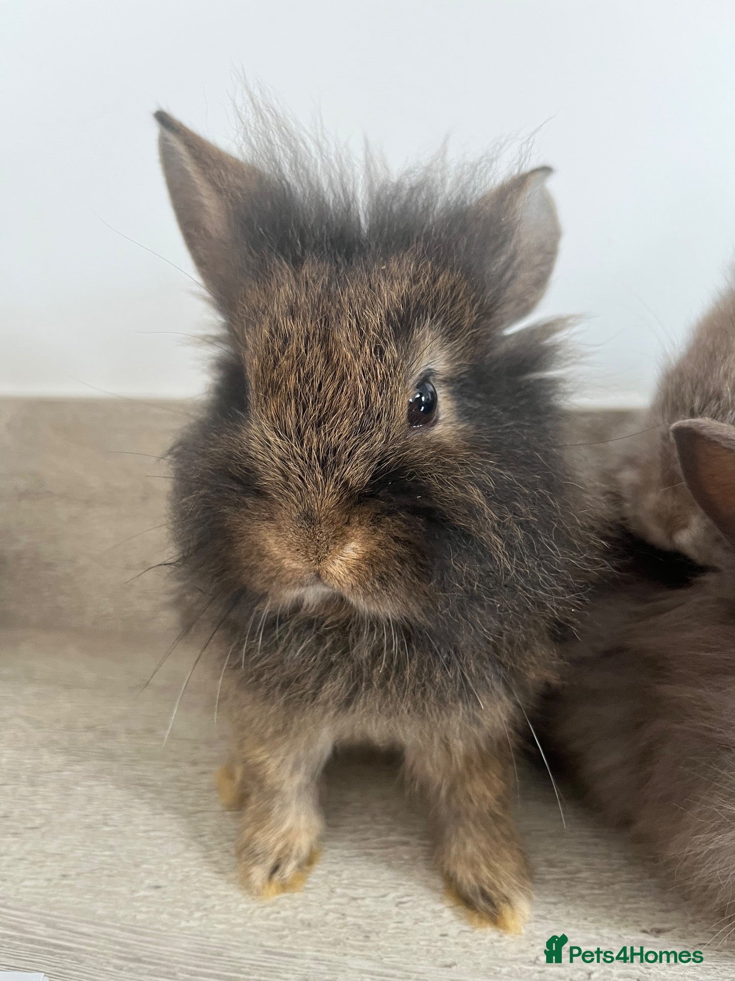 Mini Lion Lop rabbits Lion lops ready to go Friday - Advert 1