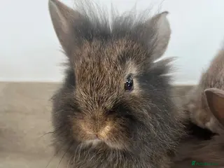 Mini Lion Lop rabbits Lion lops ready to go Friday - Advert 3