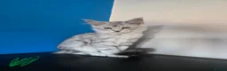 Maine Coon cats for sale: Ready Immediately. TICA 100% Maine Coon rare color - Advert 20