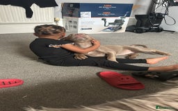 Mixed Breed dogs for sale: Cookie needs a new home  - Advert 2