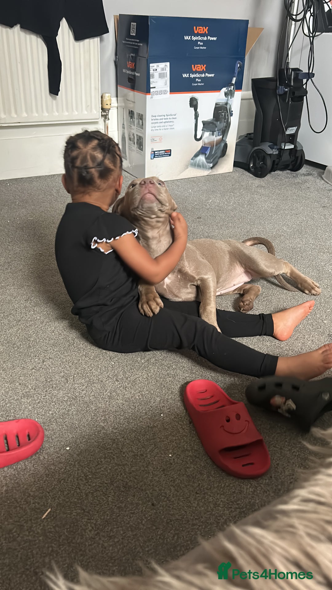 Mixed Breed dogs for sale: Cookie needs a new home  - Advert 2