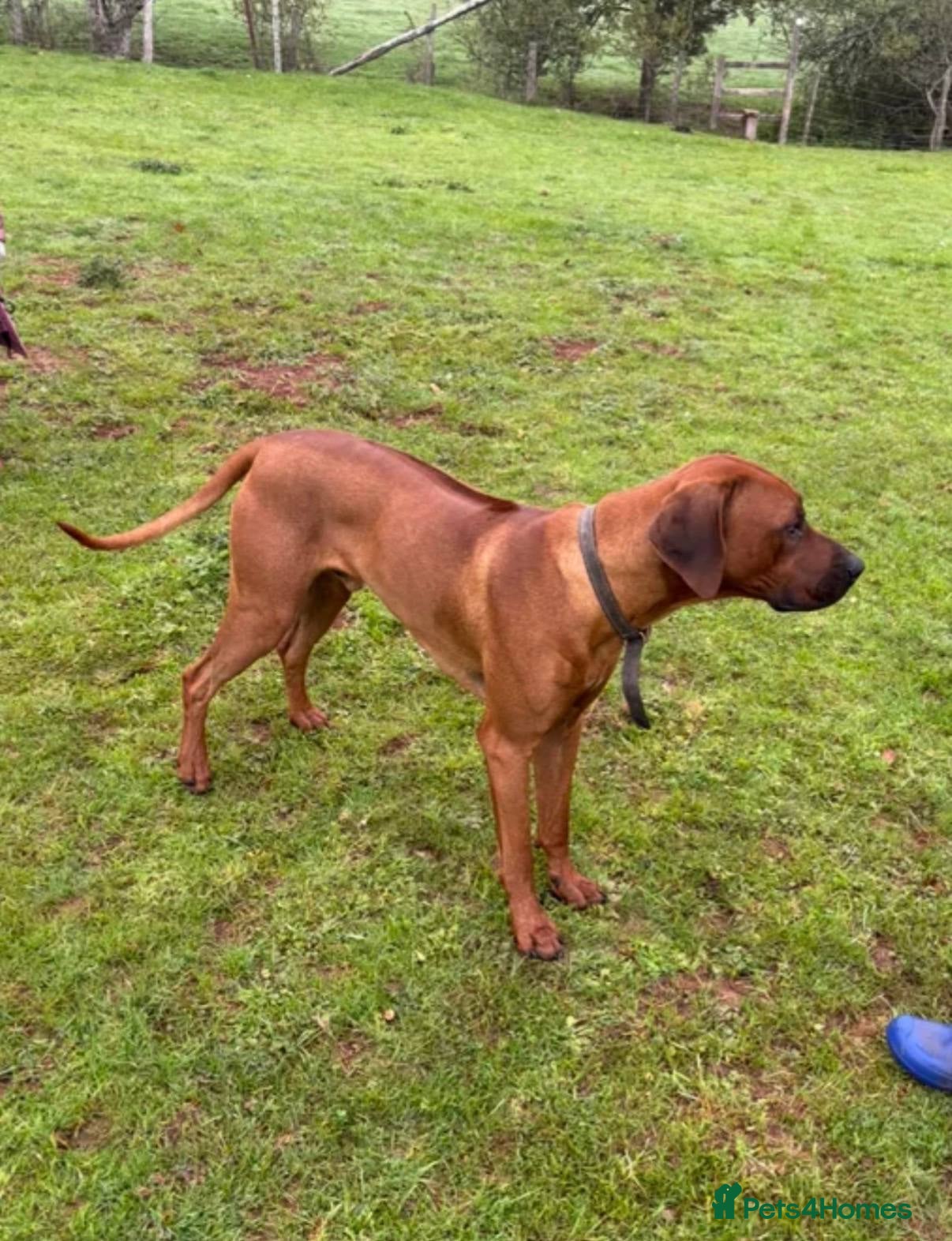 Rhodesian Ridgeback dogs for sale: Waiting List Open - Due 12th June in Melksham - Advert 18