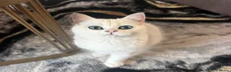 British Shorthair cats for sale: TICA British short hair boy  - Advert 2