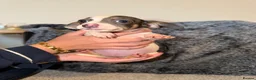 Chiweenie dogs for sale: 3 Beautiful Chiweenies For Sale 1BOY2 GIRLS!READY! - Advert 4
