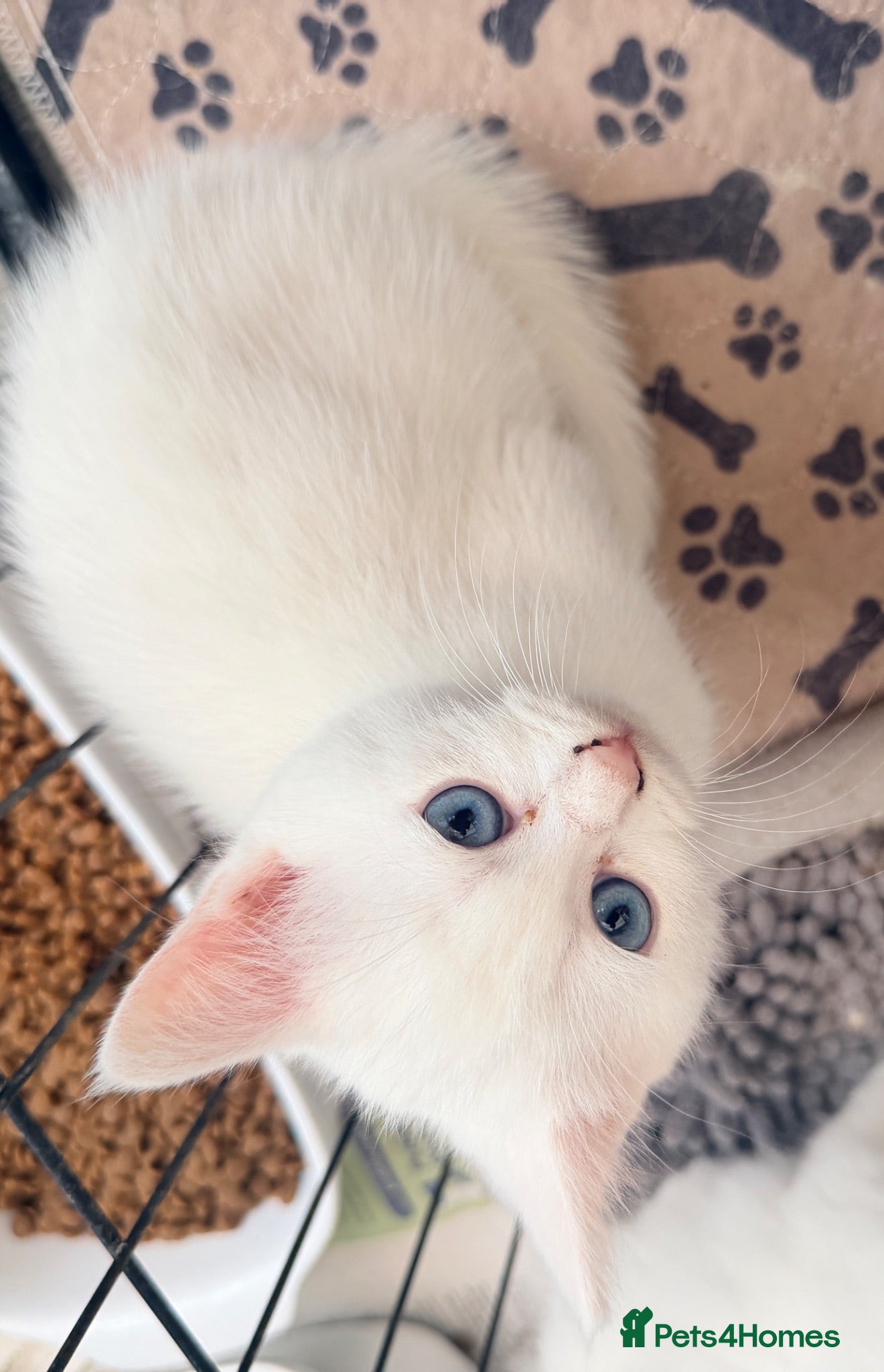 Persian cats 4 beautiful Persian x kittens, ready now - Advert 13