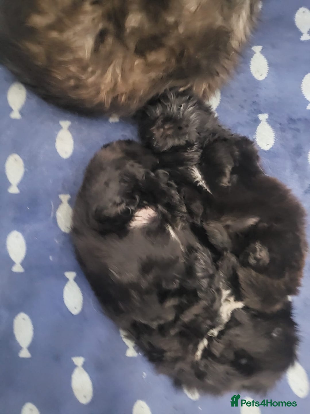 Shih Tzu dogs for sale: Gorgeous Socialized Shih-tzu Pups  - Advert 5
