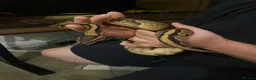 Python Snake reptiles for sale: Royal python in Newport - Advert 1