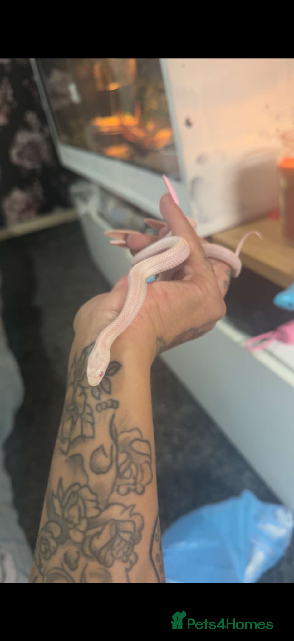 Corn Snake reptiles 3 x corn snakes  all different morphs - Advert 2