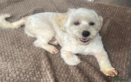 Maltipoo dogs for sale: 3yr old Maltipoo male. Loving, friendly nature.  - Image 9
