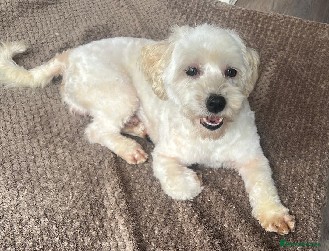 Maltipoo dogs for sale: 3yr old Maltipoo male. Loving, friendly nature.  - Image 9