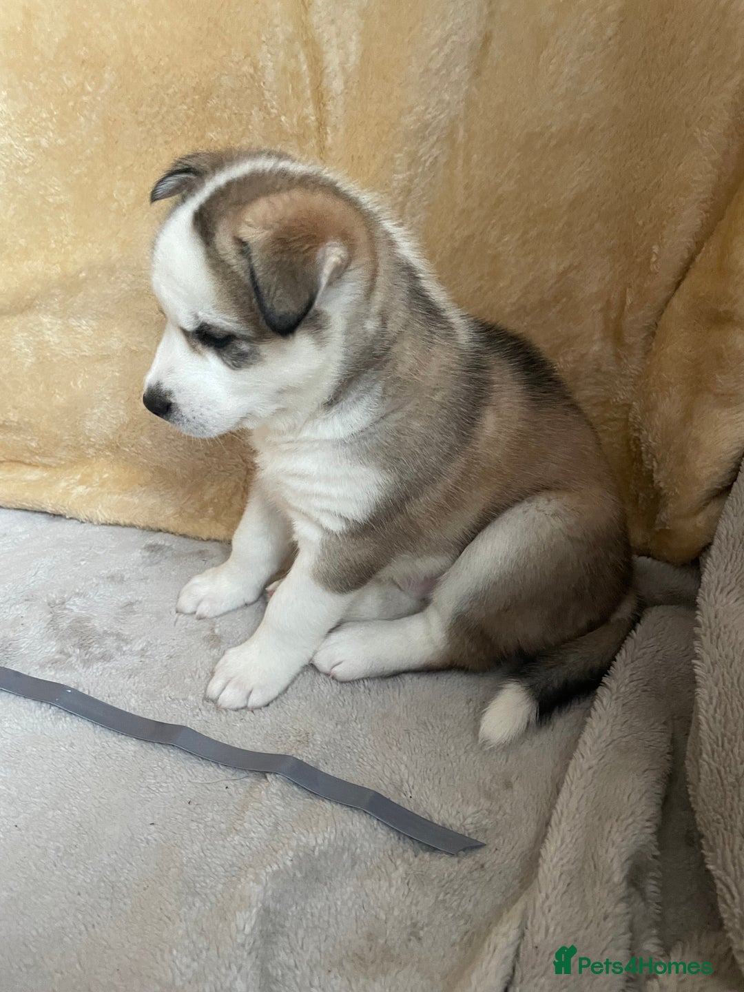 Siberian Husky dogs for sale: Siberian Husky Puppies  - Advert 17